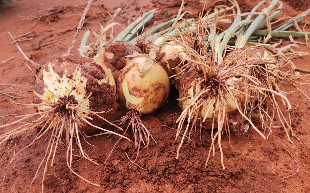 Pink root on onions