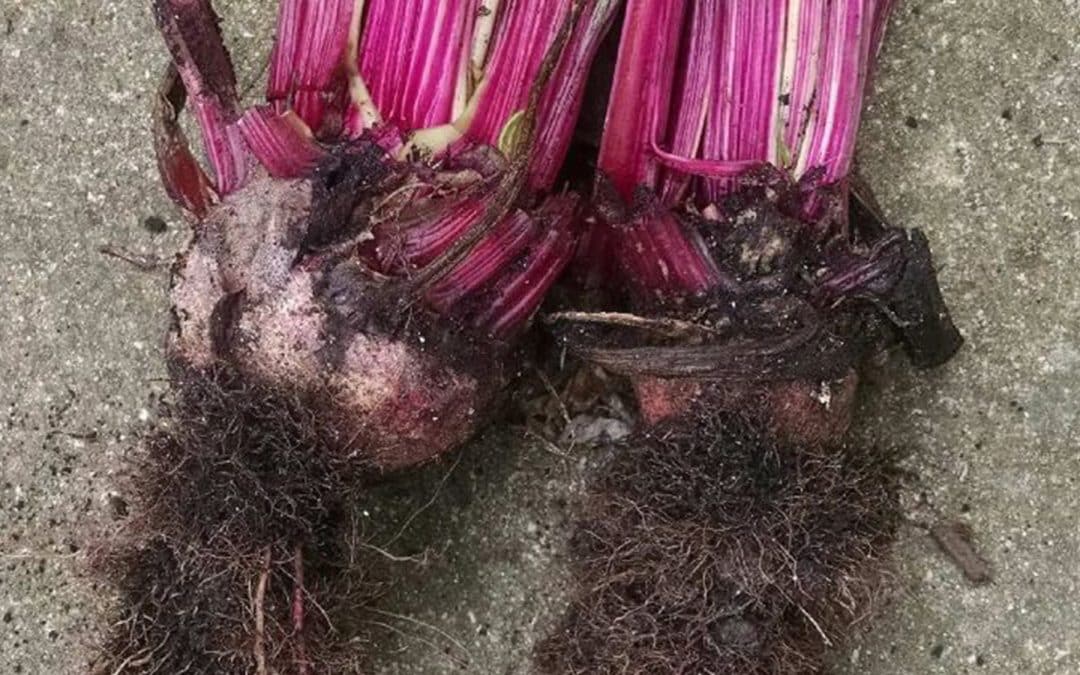 Rhizomania on beetroot