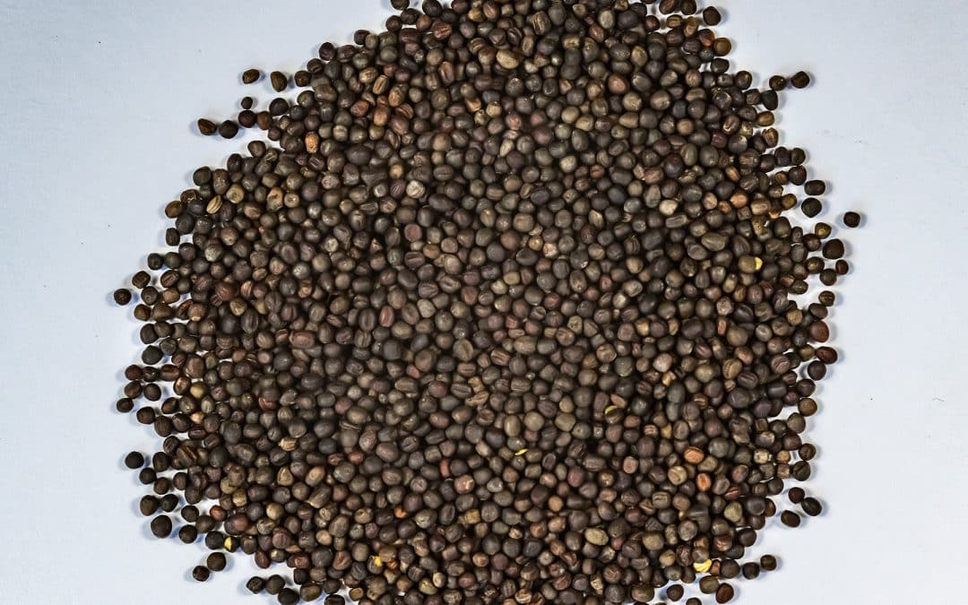 Brassica seed quality