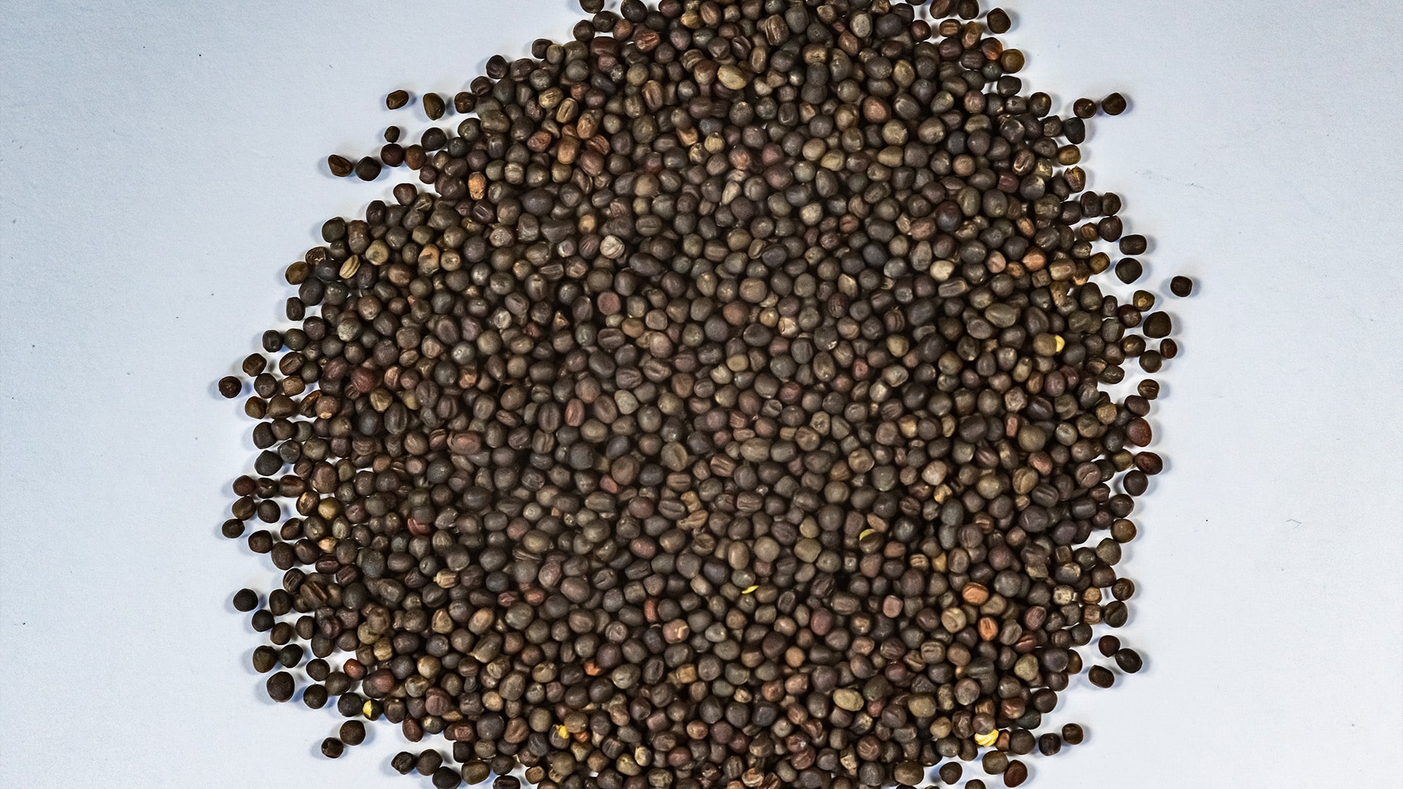 Brassica seed quality