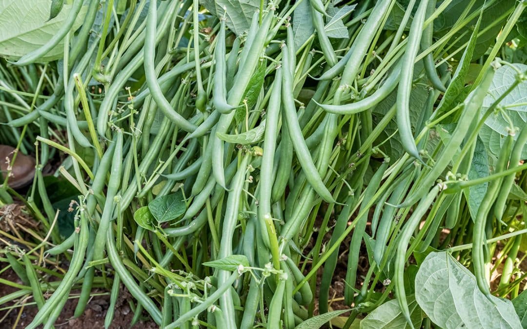 Effect of temperature on pod formation in green beans