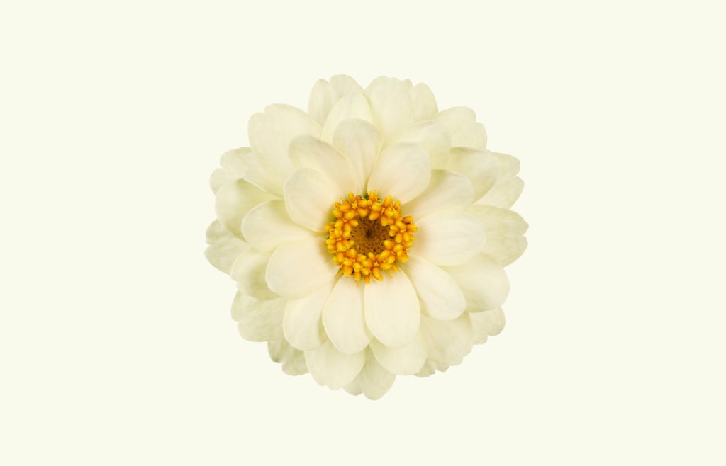 Zinnia-Profusion-Double-White-Improved_3-1