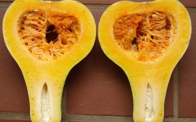 Causes and prevention of thin necks in butternut squash