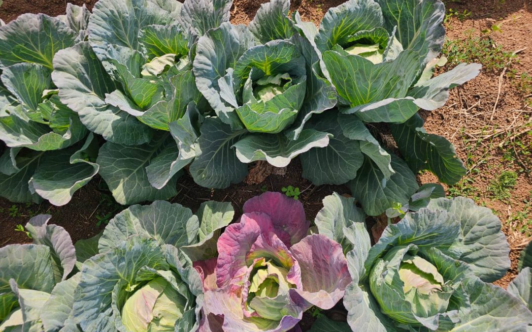 Brassica Stunting Disorder