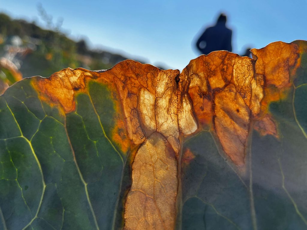 Black Rot on a cabbage leaf.
