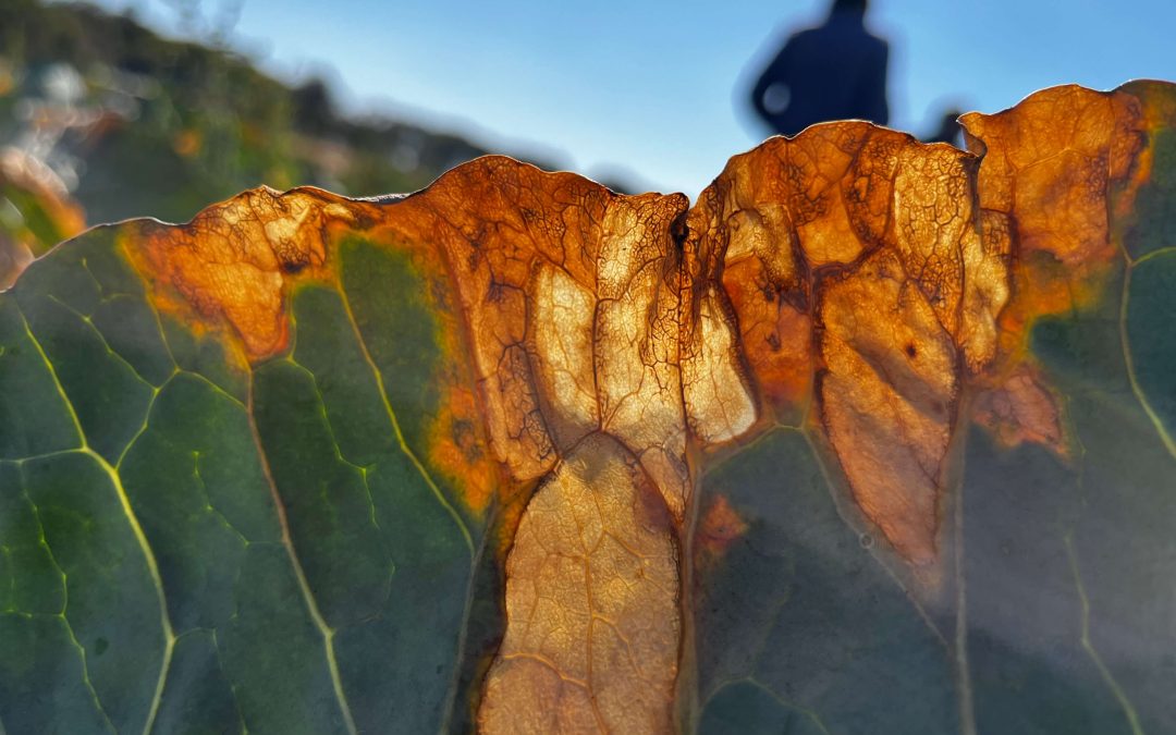 Effect of temperature on brassica crops